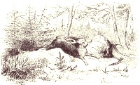 Illustration: Vilhelm Pedersen, 1872