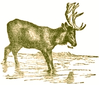 Illustration by  Harrison Weir, John Tenniel and Ernest Griest, 1884.