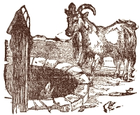 Illustration by  Harrison Weir, John Tenniel and Ernest Griest, 1884.