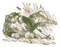 Illustration by  Harrison Weir, John Tenniel and Ernest Griest, 1884.