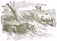 Illustration by  Harrison Weir, John Tenniel and Ernest Griest, 1884.