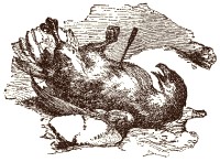 Illustration by  Harrison Weir, John Tenniel and Ernest Griest, 1884.