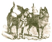 Illustration by  Harrison Weir, John Tenniel and Ernest Griest, 1884.