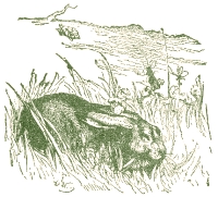Illustration by  Harrison Weir, John Tenniel and Ernest Griest, 1884.