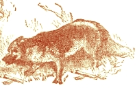 Ilustrado por Harrison Weir, John Tenniel y Ernest Griest, 1884.